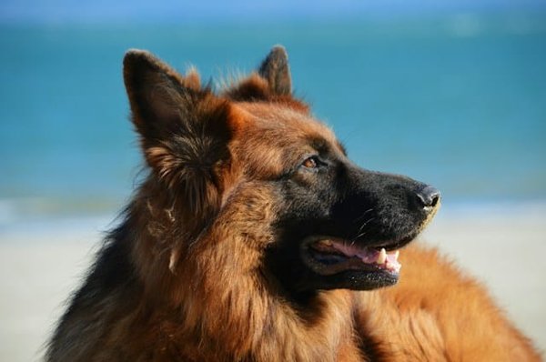 What are the latest advancements UK veterinarians are adopting for treating heart conditions in large breeds of dogs?